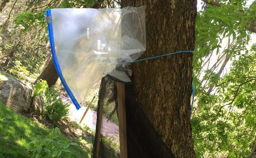 Homemade Spotted Lanternfly Circle Trap