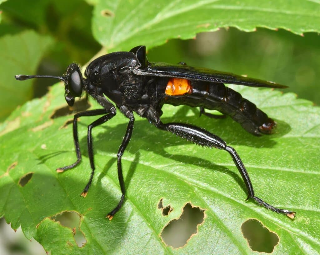 Clubbed Mydas Fly standing on a leaf, showcasing its exoskeleton's protective structure