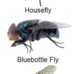 Cluster Fly Comparison