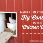 Chicken Coop Fly Control Methods