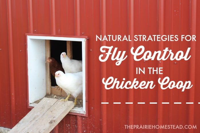 Chicken Coop Fly Control Methods