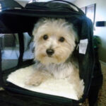 Dog in Sherpa Carrier