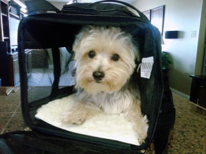 Dog in Sherpa Carrier