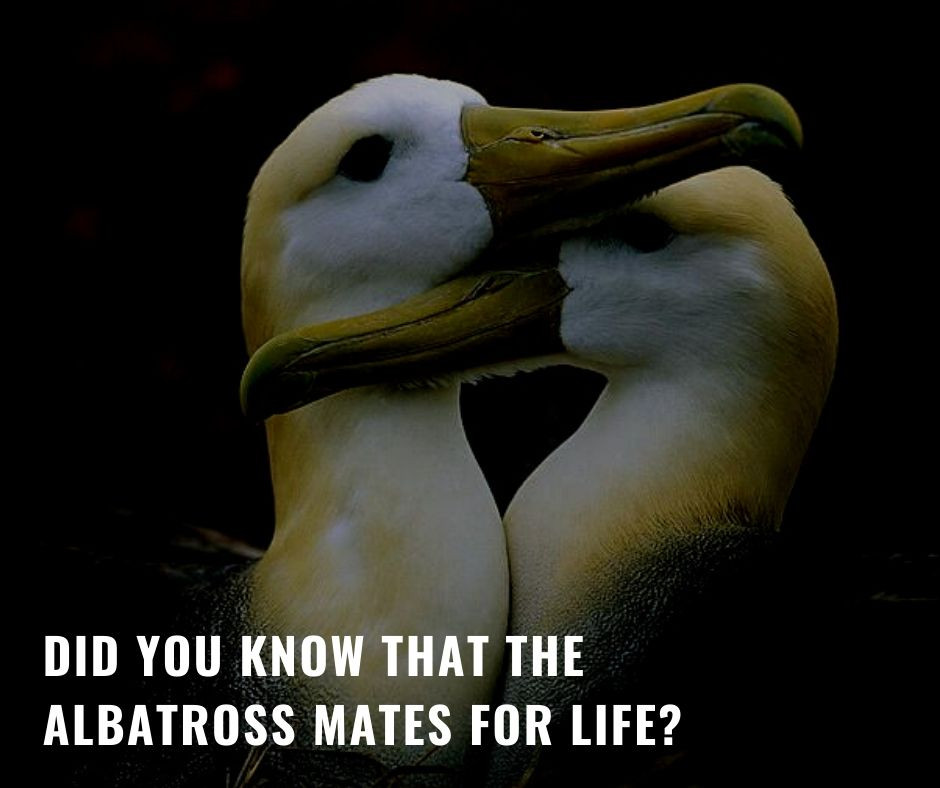 An albatross in flight over the ocean, its wings outstretched as it harnesses the wind.