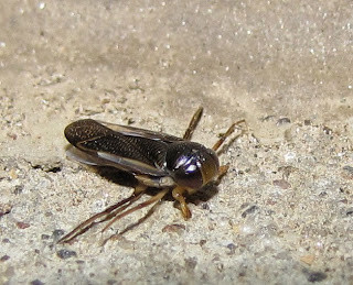 Water boatman. Note scoop-like front feet
