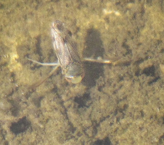 Water boatman