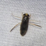 Water boatman attracted to light at night