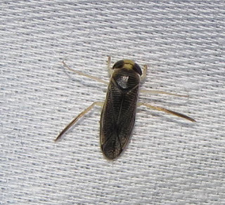 Water boatman attracted to light at night