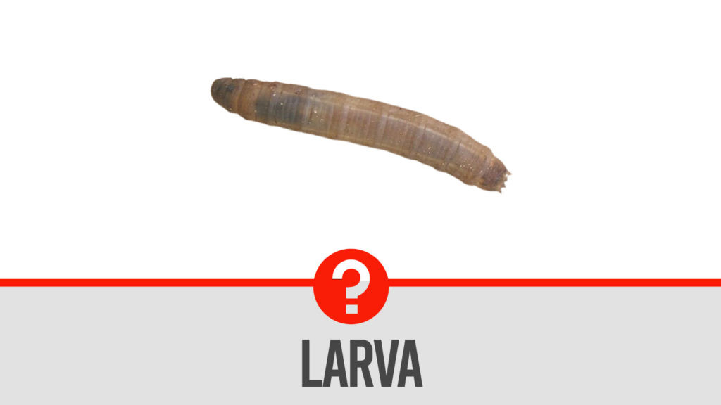 Closeup of crane fly larva, showing its segmented body and texture