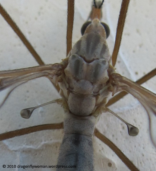 Crane fly halteres