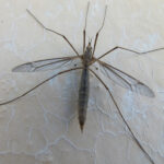crane fly top view