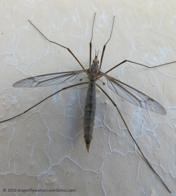 crane fly top view