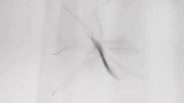 Crane flies fluttering around, showcasing their limited flight activity for mate searching.