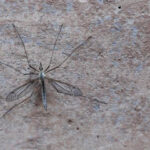 Crane fly resting on a wall, showcasing its motionless state to conserve energy.