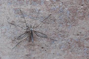 Crane fly resting on a wall, showcasing its motionless state to conserve energy.