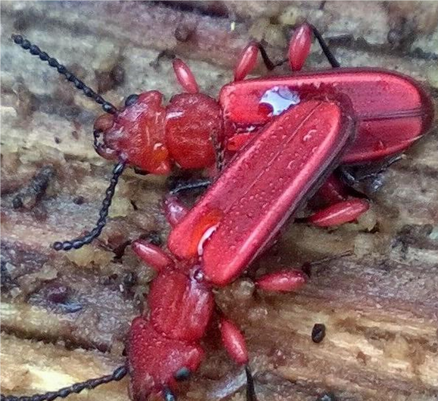 Red Flat Bark Beetles hiding under bark