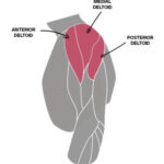 deltoid anatomy infographic