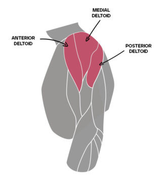 deltoid anatomy infographic