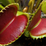 Venus flytrap trap mechanism