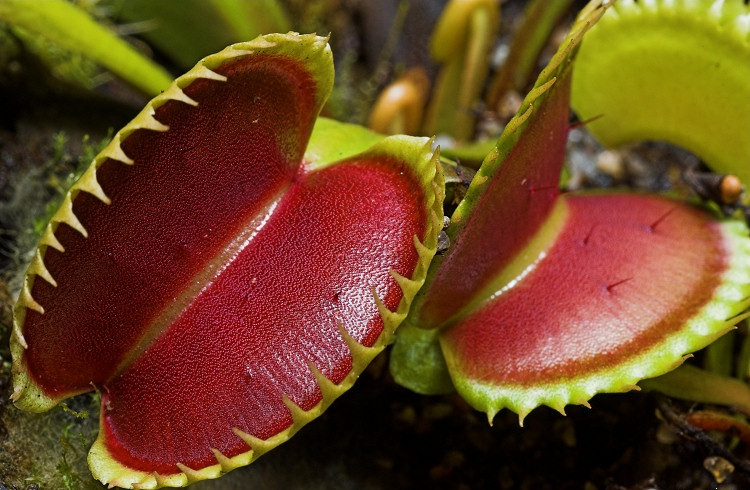 Venus flytrap trap mechanism