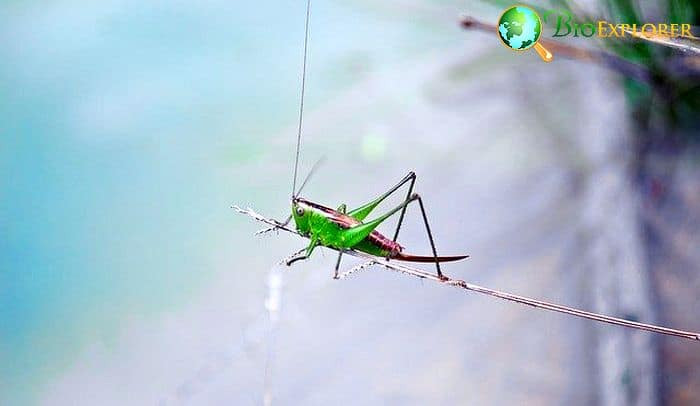 Do Crickets Drink Water