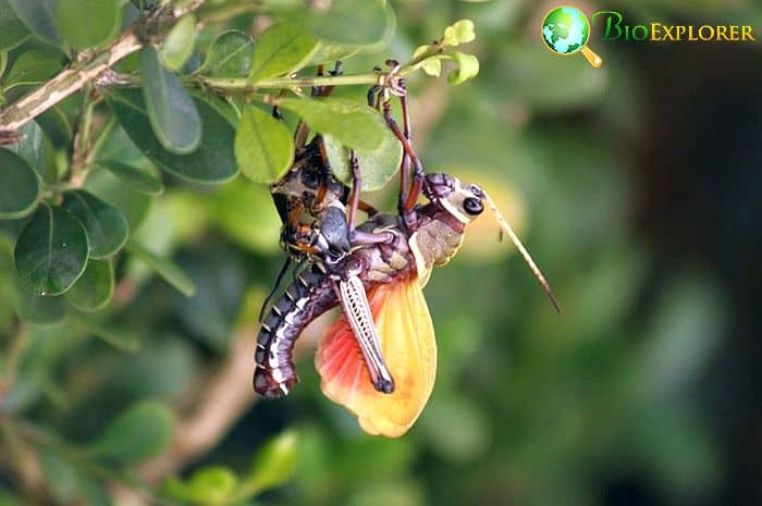 Do Crickets Eat Roaches