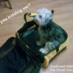 Dog in Southwest Airlines Travel Case