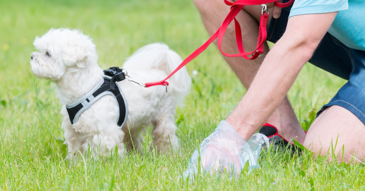 dog poop being cleaned