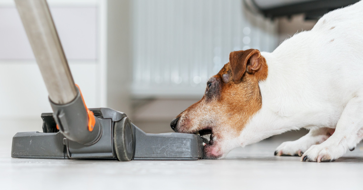 dog vacuuming
