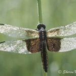Common Green Darner dragonfly with its distinctive green thorax and blue abdomen, perched on a plant stem, illustrating its prominent features