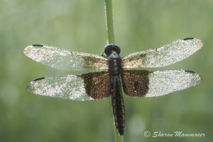 Common Green Darner dragonfly with its distinctive green thorax and blue abdomen, perched on a plant stem, illustrating its prominent features