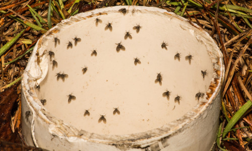 Drain fly eggs are laid in the gelatinous slime found in drains and sewers, hatching quickly to continue the life cycle