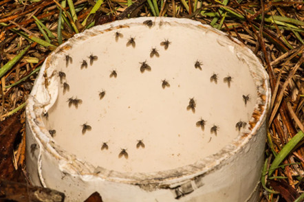 Drain fly larvae in a pipe
