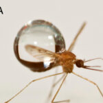 Raindrop size in relation to a mosquito