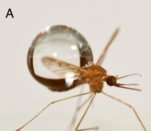 Raindrop size in relation to a mosquito