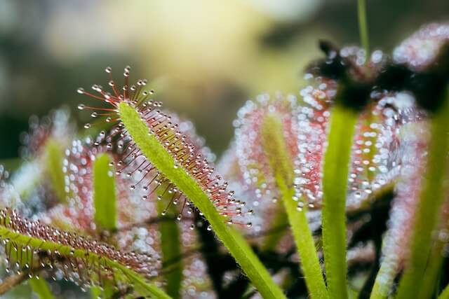 drosera sundews eat gnats and fruit flies