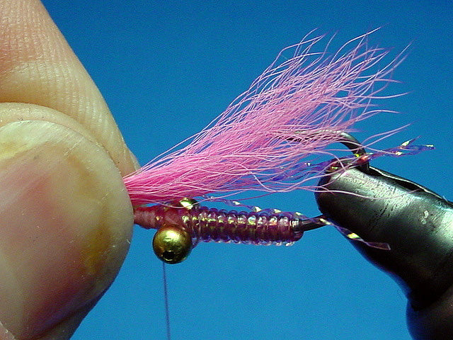 Calf tail measured for the wing