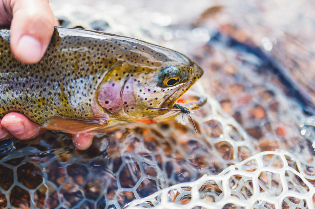 Fly fishing