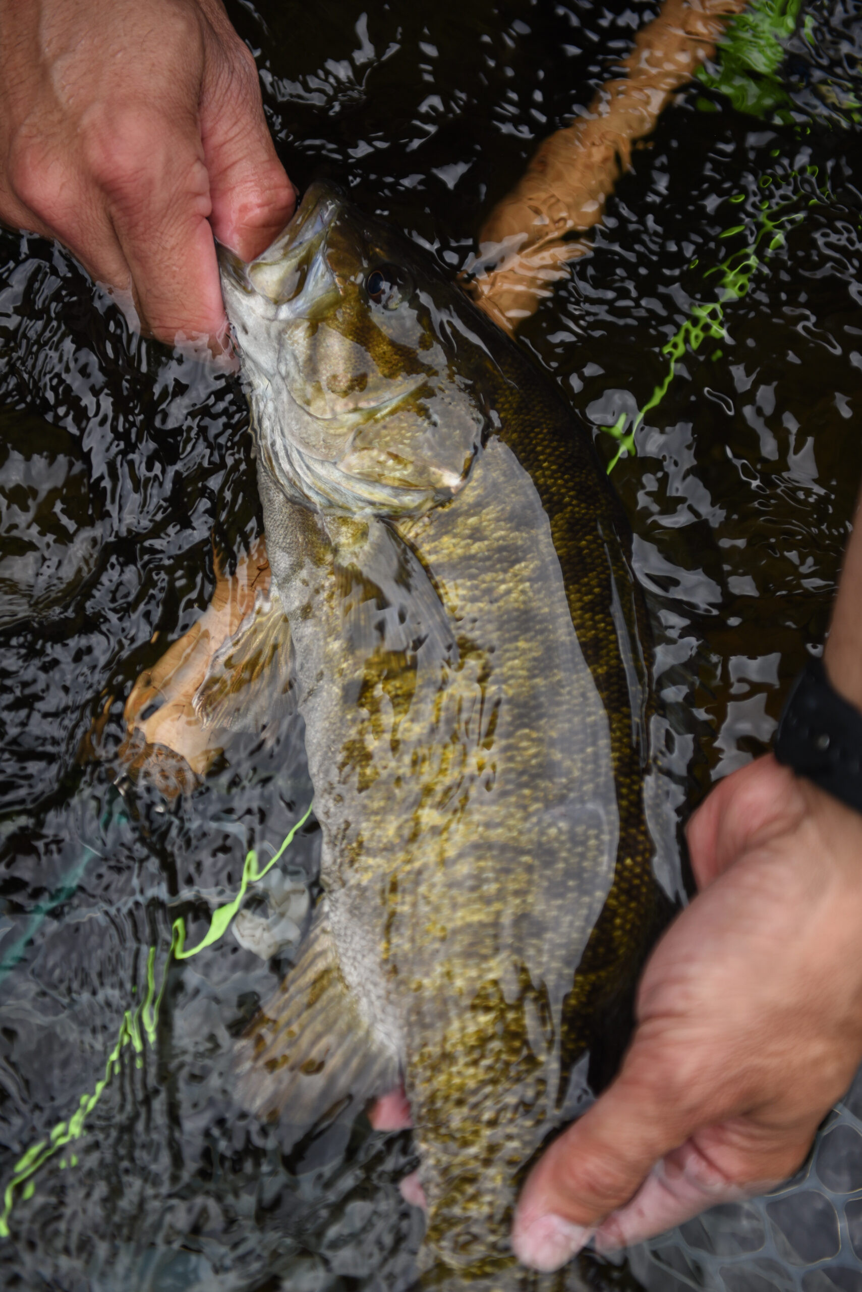 Bass caught on a fly rod