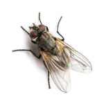 House Fly