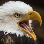 Secret Life of Eagles