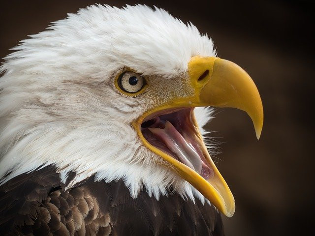 Secret Life of Eagles