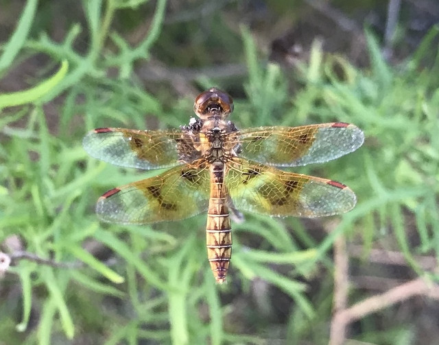 Eastern Amberwing (Photo by Anita Westervelt)
