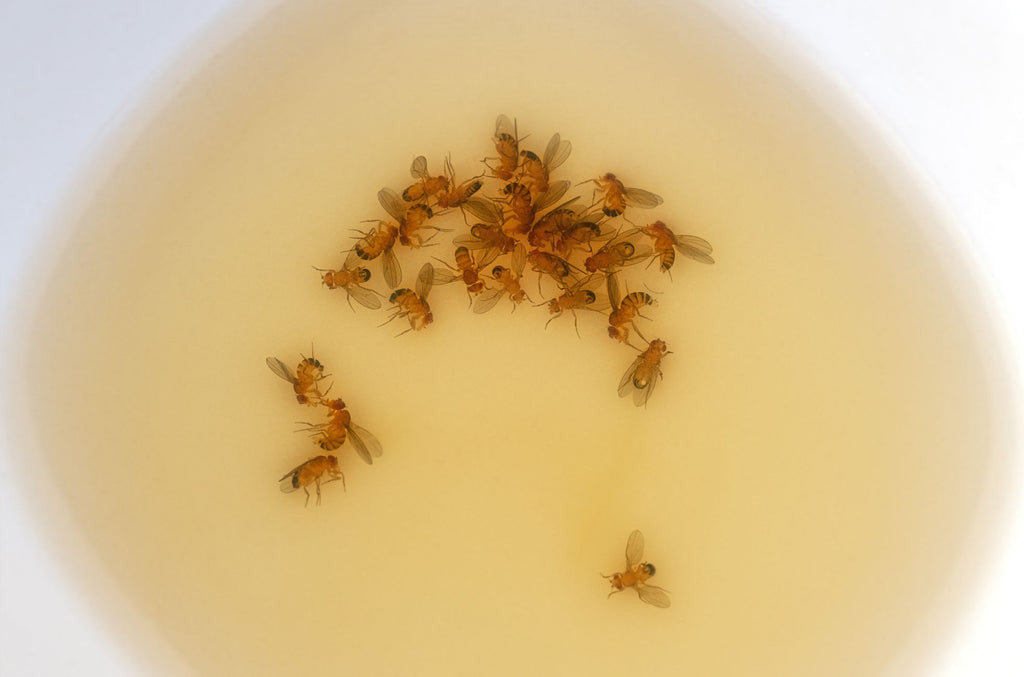 Dead flies in a liquid