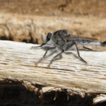 Robber fly Efferia species perched, showcasing its stout body and spiny legs, essential for aerial hunting