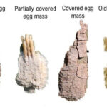 Variations in spotted lanternfly egg masses