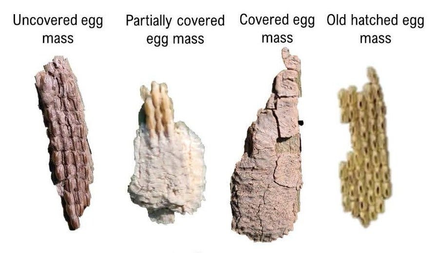 Variations in spotted lanternfly egg masses