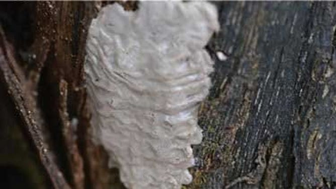Spotted Lanternfly egg mass resembling silly putty on a tree, posing a threat to native trees.