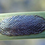 Horsefly Eggs