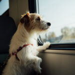 Dog Looking Out Window